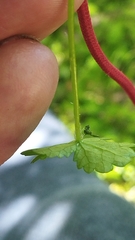 Hydrocotyle heteromeria