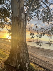 Eucalyptus tereticornis