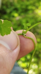 Hydrocotyle heteromeria