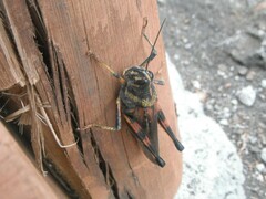 Schistocerca melanocera