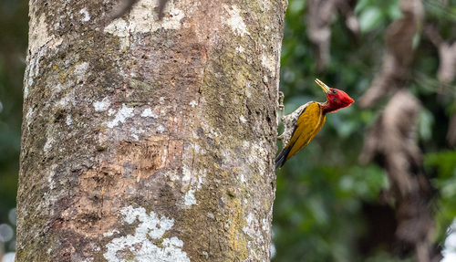 Red-headed Flameback (Chrysocolaptes erythrocephalus), photo 5
