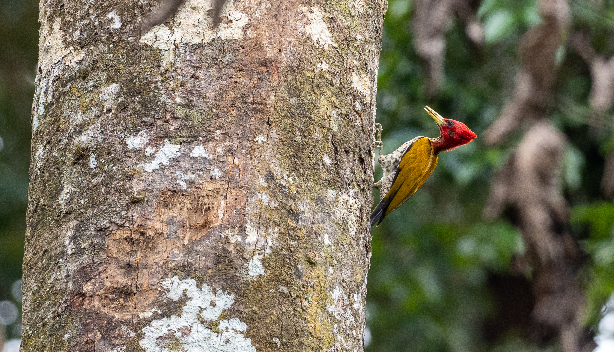 Red-headed Flameback (Chrysocolaptes erythrocephalus), photo 5