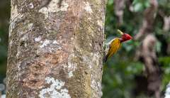 Chrysocolaptes erythrocephalus