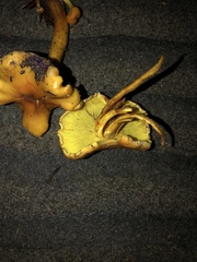 Omphalotus olivascens