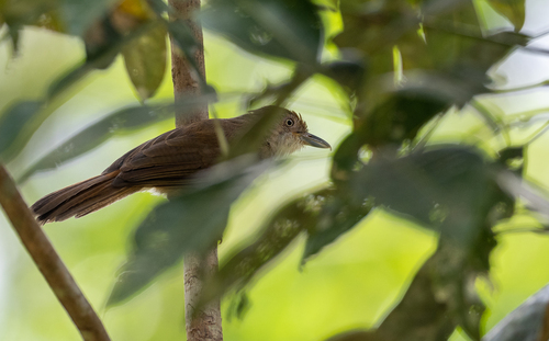 Melodious Babbler (Malacopteron palawanense), photo 10