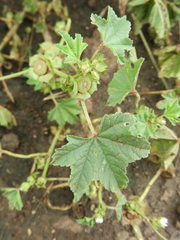 Malva parviflora