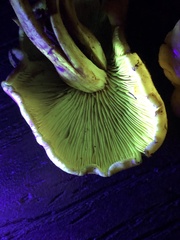 Omphalotus olivascens