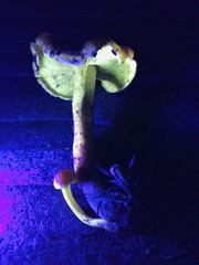 Omphalotus olivascens