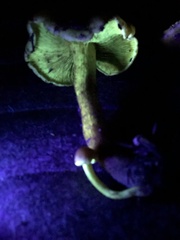 Omphalotus olivascens