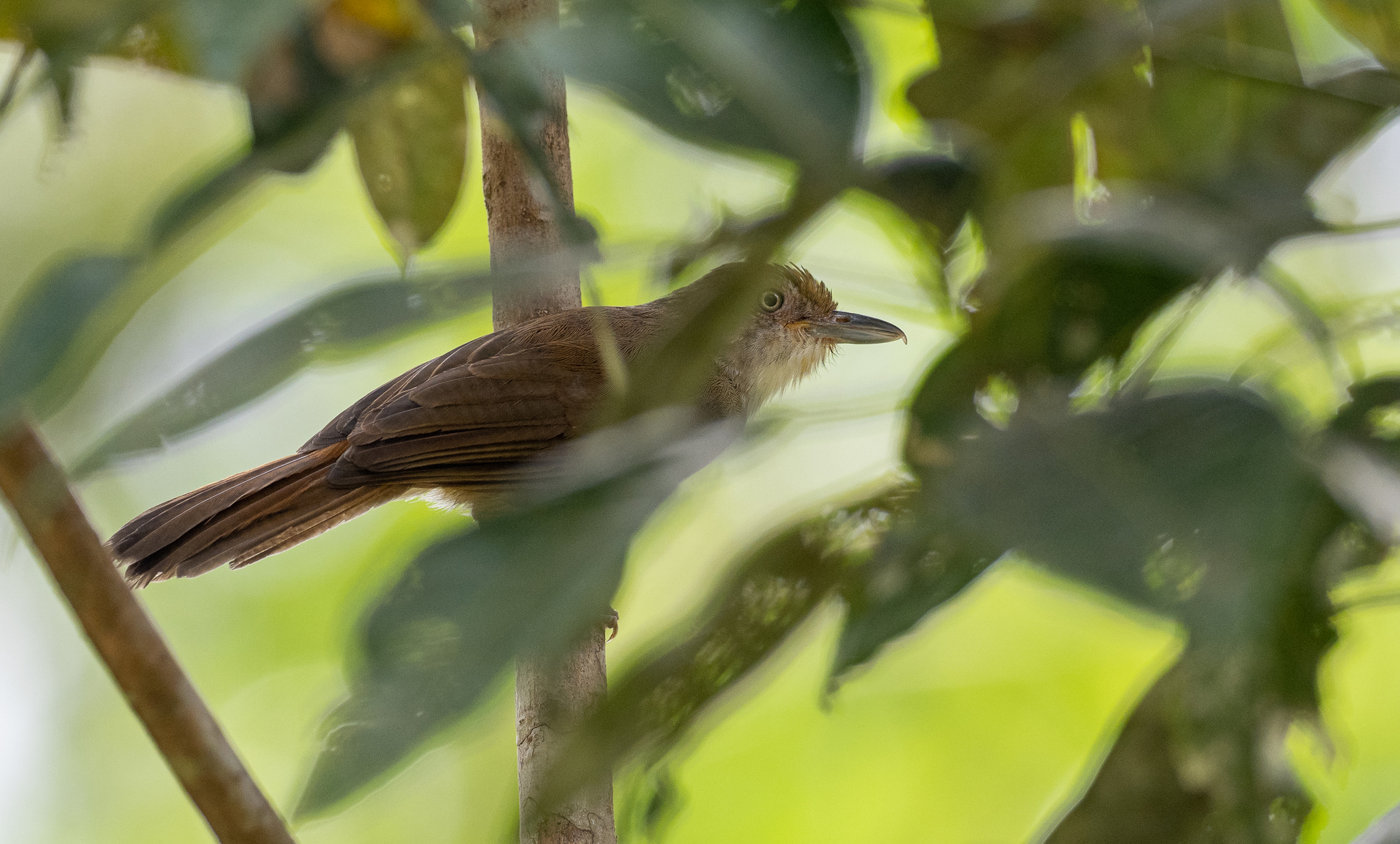 Melodious Babbler (Malacopteron palawanense), photo 2
