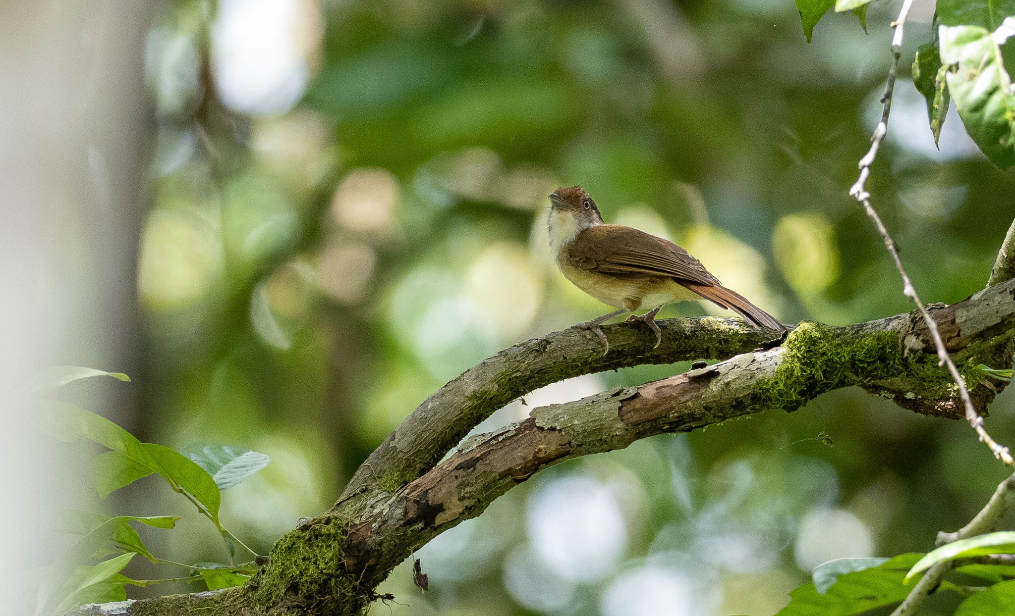 Melodious Babbler (Malacopteron palawanense), photo 7
