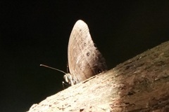 Mycalesis janardana
