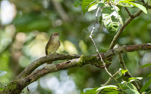 Melodious Babbler (Malacopteron palawanense), photo 5