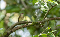 Malacopteron palawanense