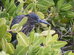 Butorides striata sundevalli