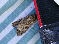 Spodoptera cosmioides