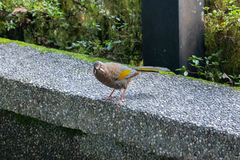 Trochalopteron morrisonianum