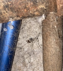 Parasteatoda tepidariorum