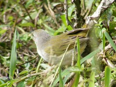 Setophaga petechia aureola