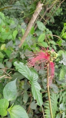Calliandra houstoniana