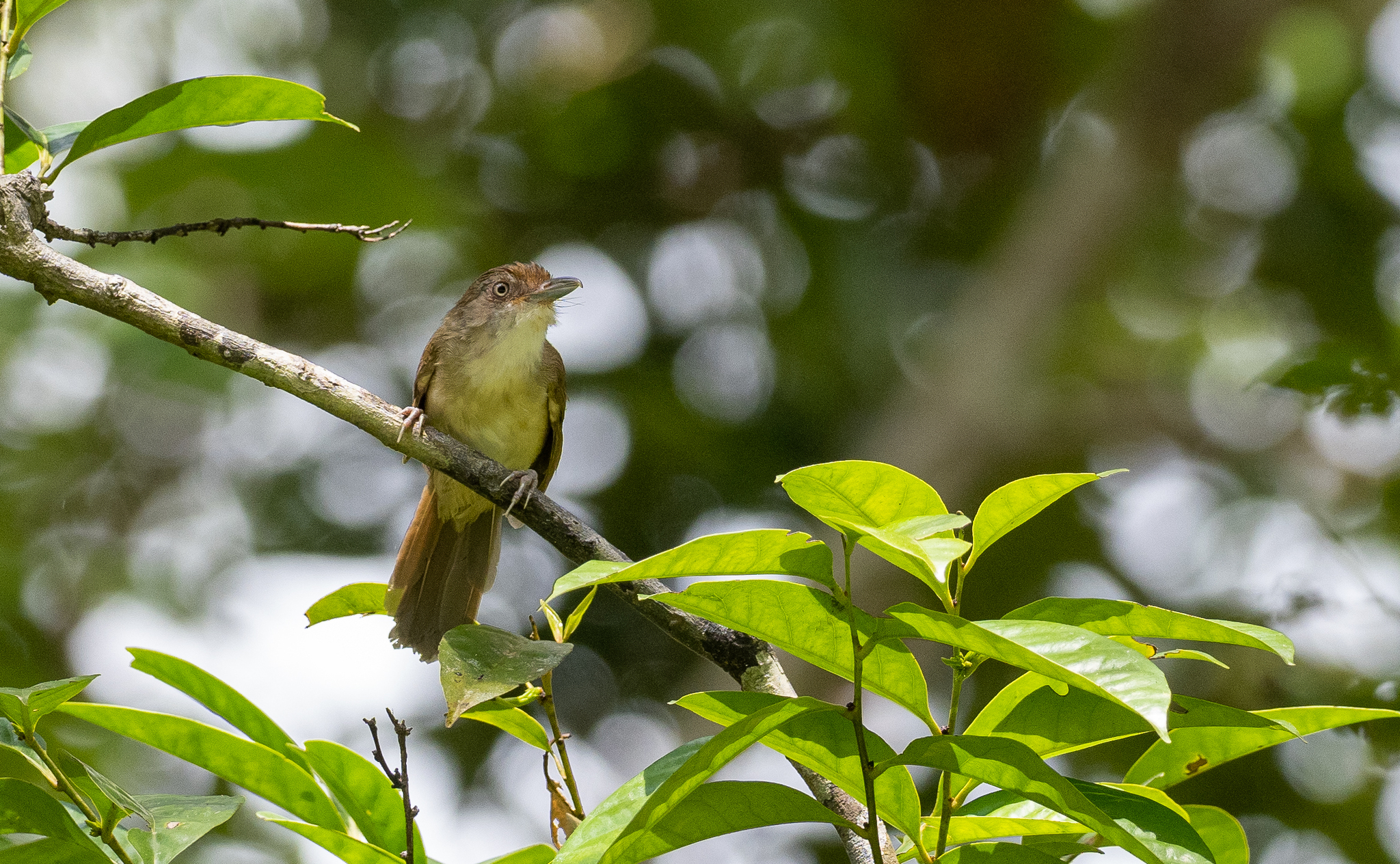 Melodious Babbler (Malacopteron palawanense), photo 9