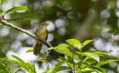 Malacopteron palawanense