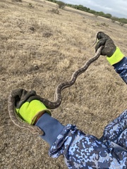 Pantherophis emoryi
