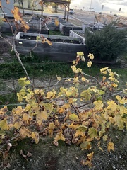 Vitis vinifera