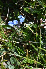 Myosotis asiatica