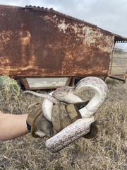 Pantherophis emoryi