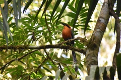 Baryphthengus martii