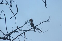 Upupa epops longirostris