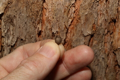 Corymbia trachyphloia