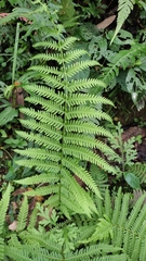 Macrothelypteris torresiana