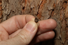 Corymbia trachyphloia