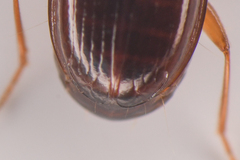 Trechus obtusus