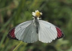 Colotis hetaera ankolensis