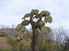 Opuntia galapageia