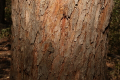 Corymbia trachyphloia