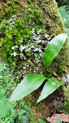 Pleopeltis macrocarpa