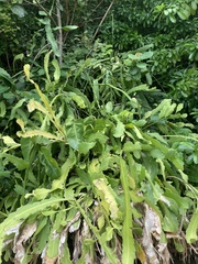 Epiphyllum phyllanthus