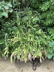 Epiphyllum phyllanthus