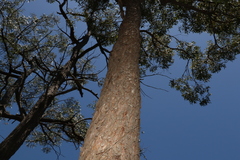 Corymbia trachyphloia