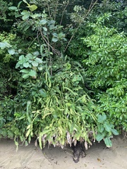 Epiphyllum phyllanthus