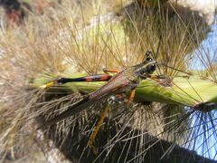 Schistocerca melanocera