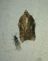 Acleris effractana