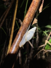 Plekocheilus glaber