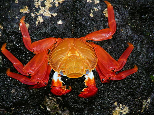 Sally Lightfoot Crab, photo 4 of 10
