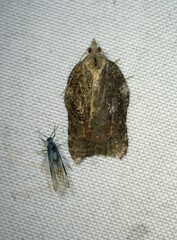 Acleris effractana