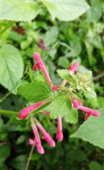 Stachydeae